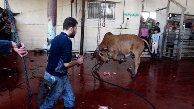 Spooked cow kills Palestinian