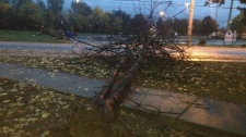 damage Toronto, Sandy, storm, downed tree