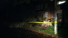 Sandy Toronto storm damage downed tree