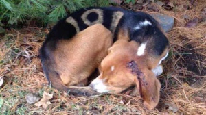 OSPCA investigates injured dog in Aurora
