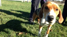 OSPCA investigates injured dog Aurora