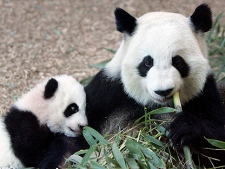 Two giant pandas appear in a Jan. 12, 2007 photo. (AP Photo/John Bazemore, File)
