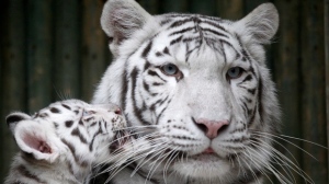 Czech Liberec zoo white tiger mauls employees