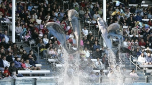 Girl bitten feeding dolphin SeaWorld Orlando