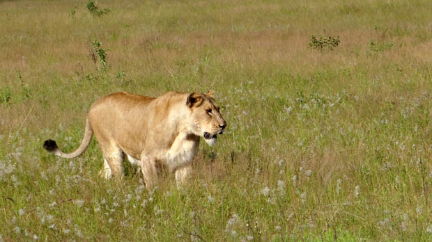 Africa lion population dropping human encroachment