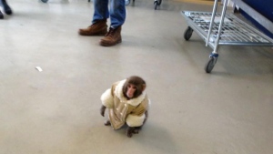 Monkey appears in Ikea