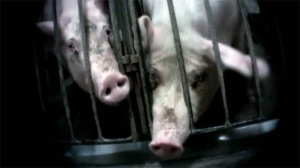 Puratone pig farm Manitoba Mercy for Animals