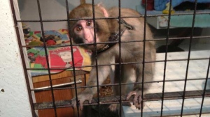 Ikea monkey Darwin