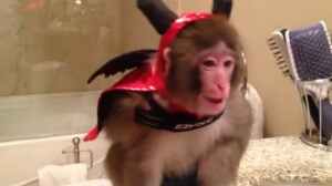 Darwin Rhesus macaque monkey Ikea Toronto