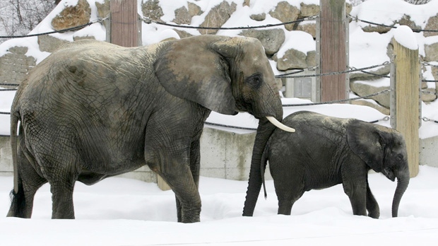 Siberia Russia cold elephants drink vodka 