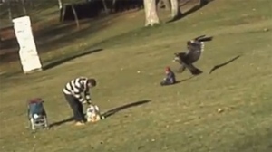 Montreal golden eagle snatches child baby park