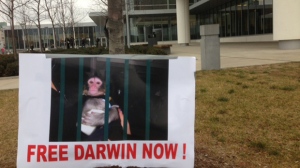 Darwin Ikea monkey Toronto Oshawa court custody