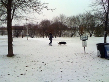 A dog gets taken for a walk in Christie Pits Park on Monday Dec. 6, 2010. (CP24/Gurdeep Ahluwalia)
