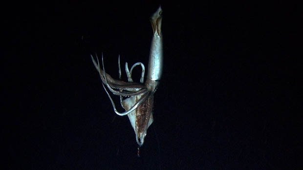 Giant squid captured on video for first time
