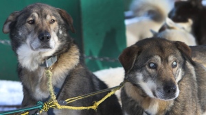 Gonzo blind sled dog New Hampshire kennel
