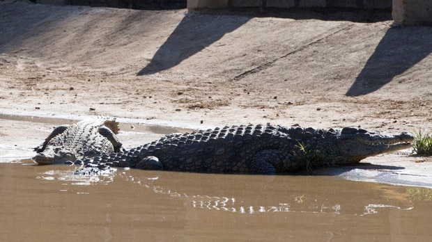 Crocodiles escape South Africa farm flooding