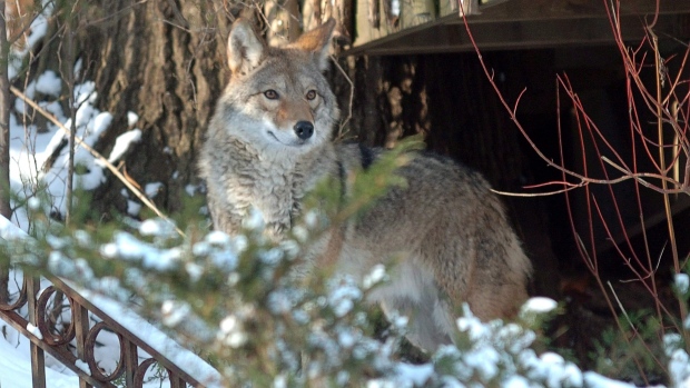Coyote fatally shot by Toronto police Cabbagetown