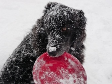 A dog grips on to a frisbee on Saturday, Jan. 8, 2011. (CP24-MyBreakingNews/Jared Feid)