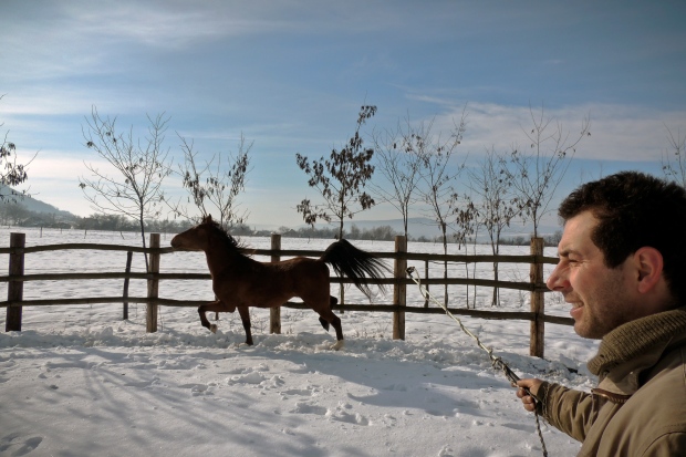 Romania horse rescue horsemeat scandal Europe
