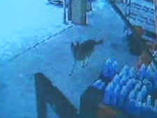 A dog runs freely in this security footage taken from a shop in Vaughan. 