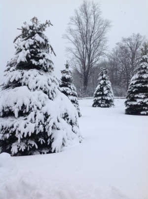 Campbellville Ontario winter snow storm