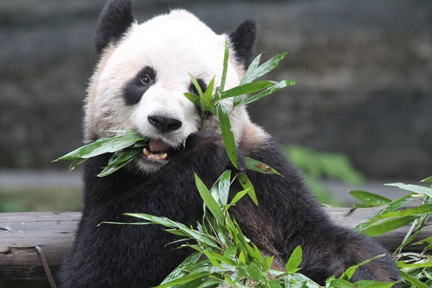 Toronto Zoo giant pandas Er Shun
