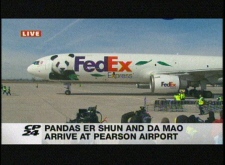 Pandas, plane, toronto zoo