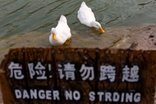China, bird flu