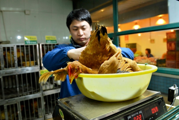 bird flu, china