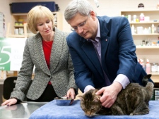 Prime Minister Stephen Harper and his wife Laureen play with Shortbread, a short haired tabby cat as they visit the Atlantic Veterinary college during a campaign stop in Charlottetown, P.E.I., Friday, April 1, 2011. (THE CANADIAN PRESS/Adrian Wyld)