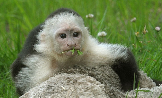 Justin Bieber's former monkey out of quarantine