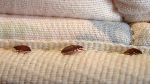 Bed bugs can be found almost anywhere there is fabric or wood from department stores to movie theatres to hospitals. (Orkin LLC)