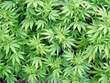 marijuana, generic, cp24 stock