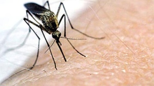 A mosquito is shown in a file image.