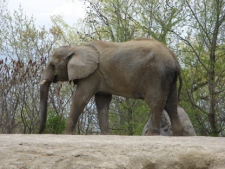 Thika, one of the Toronto Zoo's three remaining elephants, walks around its enclosure on Thursday, May 12, 2011. The Toronto Zoo voted to relocate its three aging elephants but some critics argue the decision to move them to another zoo instead of an animal sanctuary is the wrong choice. (THE CANADIAN PRESS/Pat Hewitt)