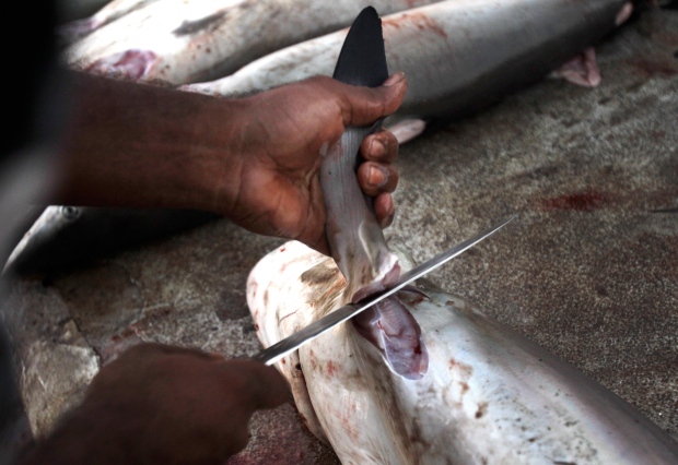 India bans shark 'finning'