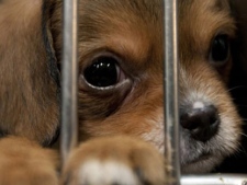 New measures mean stricter rules for pet stores.