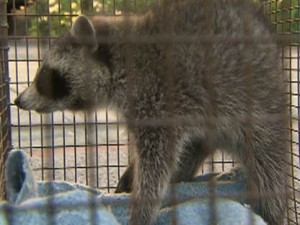 An injured raccoon is transported by Toronto Animal Services after it was allegedly beaten by a man in a yard near Bloor Street West and Lansdowne Avenue on Wednesday, June 1, 2011.