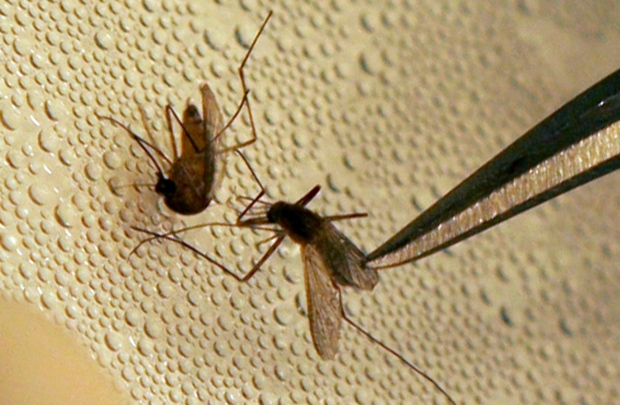 Mosquitoes caught in Toronto test positive for West Nile Virus