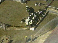 Livestock outside the site of a Whitby barn fire. (CP24)