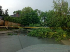 A large tree fell onto a roadway in Forest Hill after a severe thunderstorm swept through Toronto on June 8, 2011.