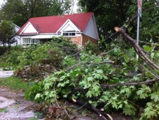 Several trees were uprooted or snapped along Chime Drive in Scarborough during a violent thunderstorm Wednesday, June 7, 2011. (CP24/Ken Enlow)