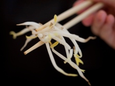 FILE - In this June 5, 2011 file picturea woman holds bean sprouts with chopsticks in Berlin, Germany. Investigators have determined that locally grown vegetable sprouts are the cause of the European E. coli outbreak that has killed so far 29 and sickened nearly 3,000, the head of Germany's national disease control center said Friday June 10, 2011. Robert Koch Institute president Reinhard Burger said even though no tests of the sprouts from a farm in Lower Saxony had come back positive for the E. coli strain behind the outbreak, the investigation of the pattern of the outbreak had produced enough evidence to draw the conclusion. Andreas Hensel, head of the Risk Assessment agency, said that authorities were lifting the warning against eating cucumbers, tomatoes and lettuce. (AP Photo/Gero Breloer, File)