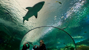 Ripley's aquarium 