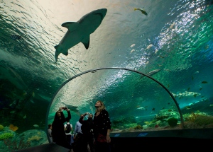Ripley's aquarium 