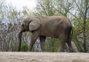 Toronto zoo elephants relocated