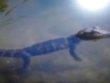 A photo of an alligator in Mill Pond taken on July 15, 2011 has been released by Stirling-Rawond Police.
