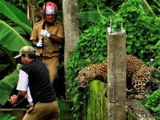 In this July 19, 2011 photo, a leopard prepares to attack a forest guard, left, at Prakash Nagar village near Salugara, on the outskirts of Siliguri, India. The leopard strayed into the village area and attacked several villagers, including at least four guards, before being caught by forest officials, according to news reports. The leopard, which suffered injuries caused by knives and batons, died later in the evening at a veterinary center. (AP Photo) 