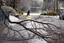 Fallen tree after Toronto ice storm