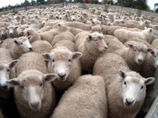 In this 2005 file photo, sheep in yards wait for sale at Stortford Lodge in Hastings, New Zealand. New Zealand is gearing up to host the Rugby World Cup next month but its promotional plans are going awry, with residents complaining that some of the concepts for celebrating the country's culture may just as likely invite ridicule. (AP Photo/NZPA, John Cowpland, File)